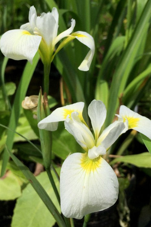  White Southern Flag Iris - 1 Gallon Pot