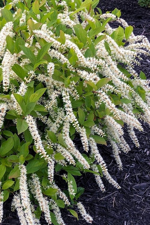  Little Henry Virginia Sweetspire (Itea) - 3 Gallon Pot