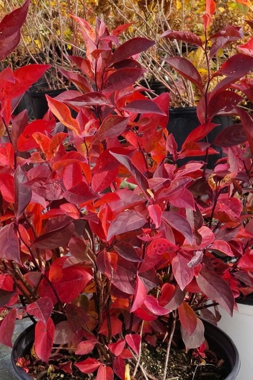  Little Henry Virginia Sweetspire (Itea) - 3 Gallon Pot