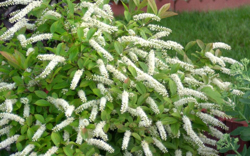  Little Henry Virginia Sweetspire (Itea) - 3 Gallon Pot