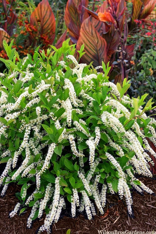  Little Henry Virginia Sweetspire (Itea) - 3 Gallon Pot
