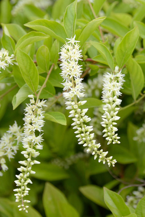  Love Child Sweetspire (Itea) - 3 Gallon Pot