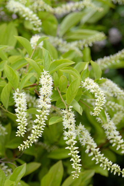  Love Child Sweetspire (Itea) - 3 Gallon Pot