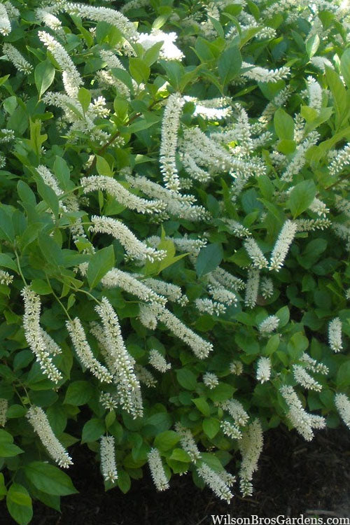  Love Child Sweetspire (Itea) - 3 Gallon Pot