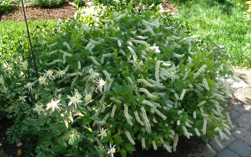  Love Child Sweetspire (Itea) - 3 Gallon Pot