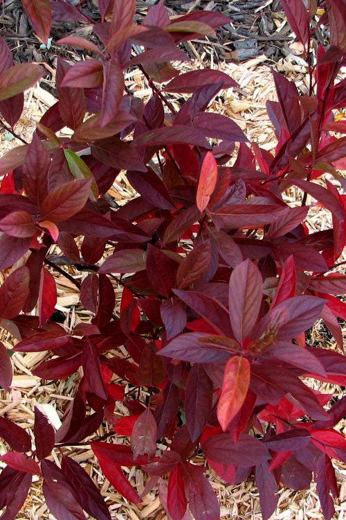 Love Child Sweetspire (Itea) - 3 Gallon Pot