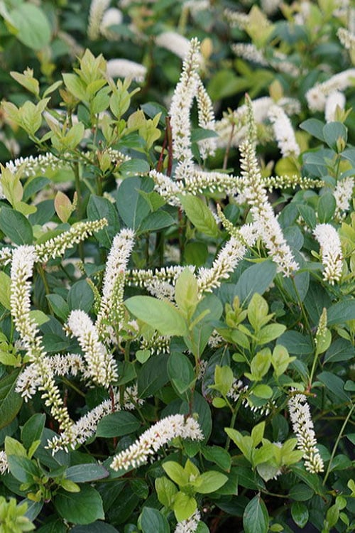  Scentlandia Sweetspire (Itea Virginica) - 3 Gallon Pot