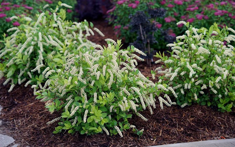  Scentlandia Sweetspire (Itea Virginica) - 3 Gallon Pot