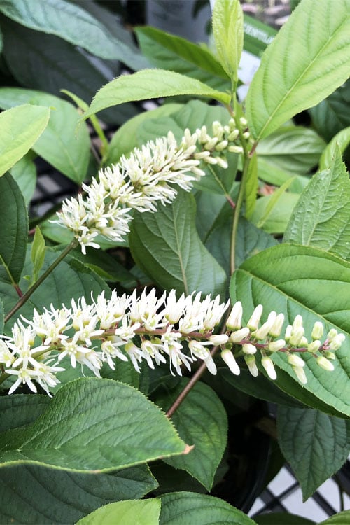  Scentlandia Sweetspire (Itea Virginica) - 3 Gallon Pot