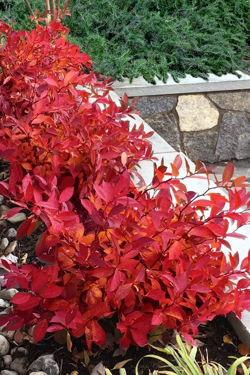  Scentlandia Sweetspire (Itea Virginica) - 3 Gallon Pot