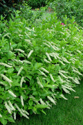  Virginia Sweetspire (Itea Virginica) - 2 Gallon Pot
