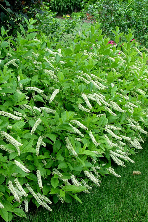  Virginia Sweetspire (Itea Virginica) - 3 Gallon Pot