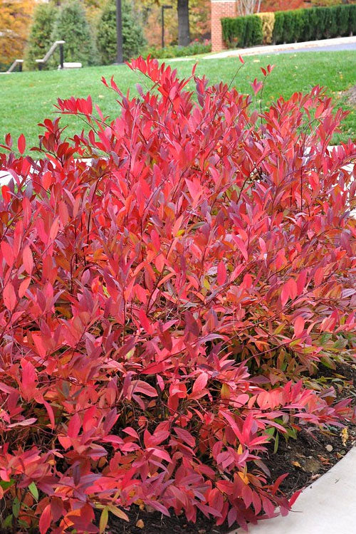  Virginia Sweetspire (Itea Virginica) - 2 Gallon Pot