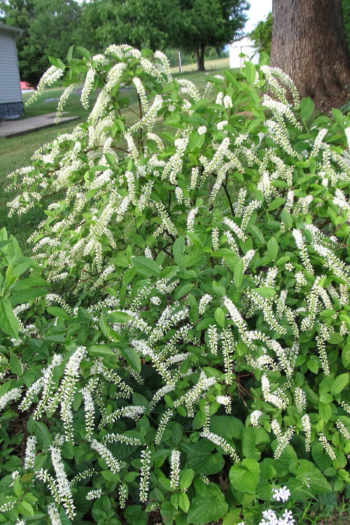  Virginia Sweetspire (Itea Virginica) - 2 Gallon Pot