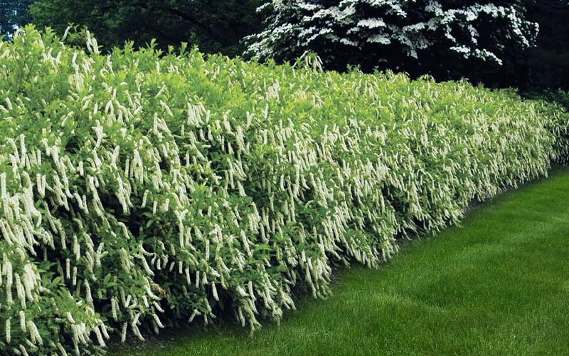  Virginia Sweetspire (Itea Virginica) - 3 Gallon Pot