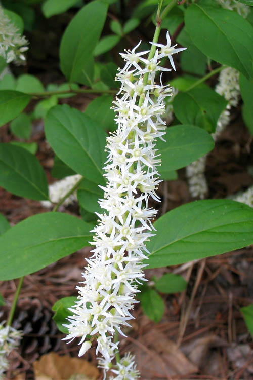  Virginia Sweetspire (Itea Virginica) - 3 Gallon Pot
