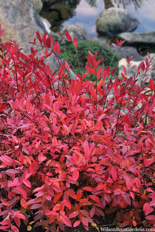  Virginia Sweetspire (Itea Virginica) - 3 Gallon Pot