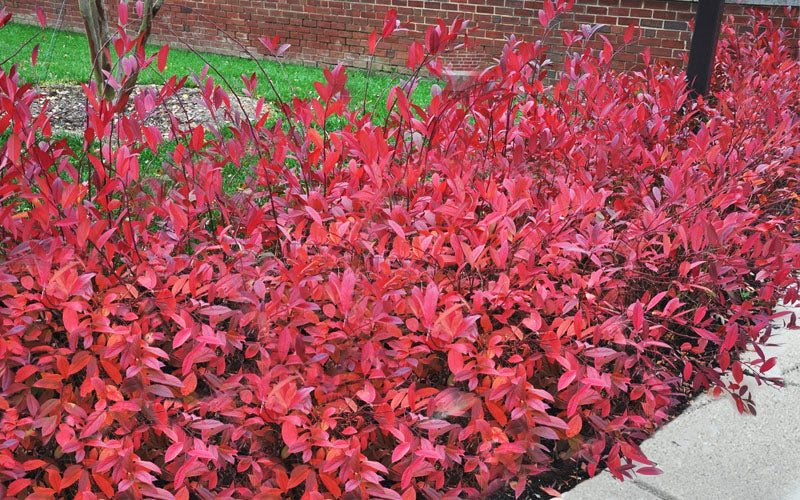  Virginia Sweetspire (Itea Virginica) - 3 Gallon Pot