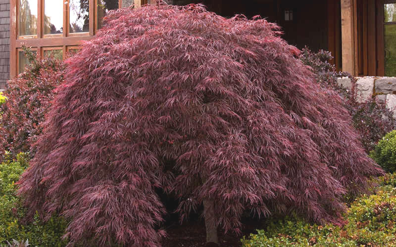  Crimson Queen Dwarf Japanese Maple - 3 Gallon Pot