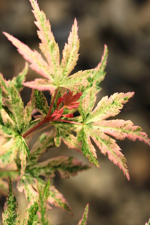  Radiant Variegated Japanese Maple - 5 Gallon Pot