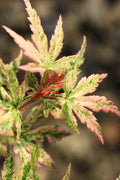  Radiant Variegated Japanese Maple - 5 Gallon Pot