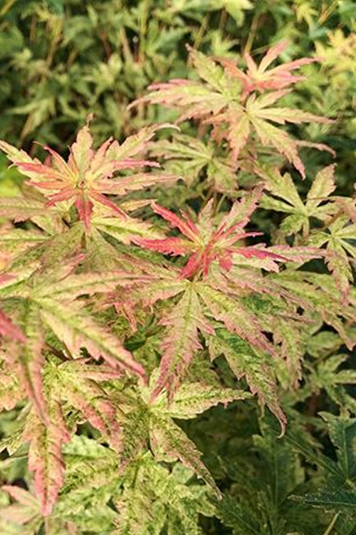  Radiant Variegated Japanese Maple - 5 Gallon Pot