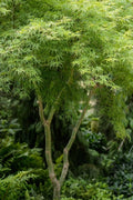  Seiryu Japanese Maple - 3 Gallon Pot