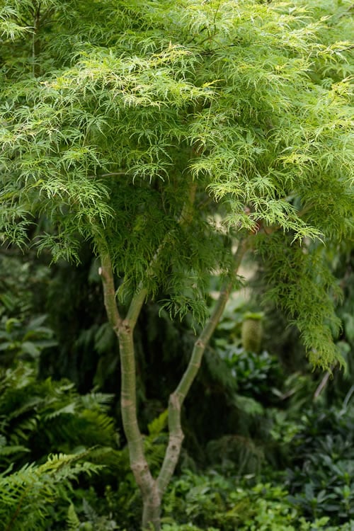  Seiryu Japanese Maple - 3 Gallon Pot