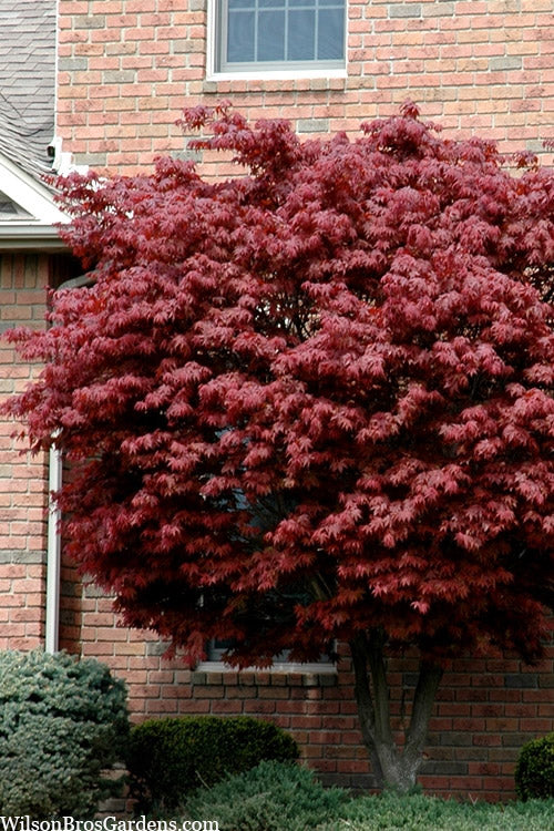  Bloodgood Red Leaf Japanese Maple - 2 Gallon Pot