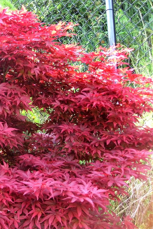  Fireglow Red Leaf Japanese Maple - 1 Gallon Pot