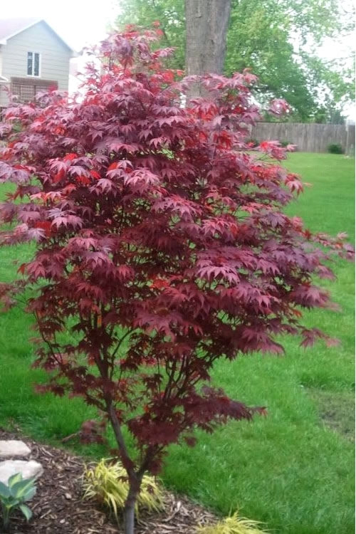  Fireglow Red Leaf Japanese Maple - 3 Gallon Pot (2.5-3')
