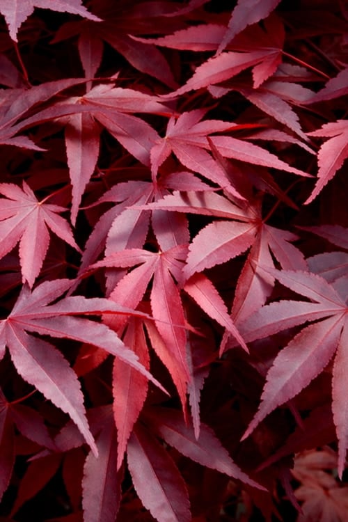  Fireglow Red Leaf Japanese Maple - 2 Gallon Pot