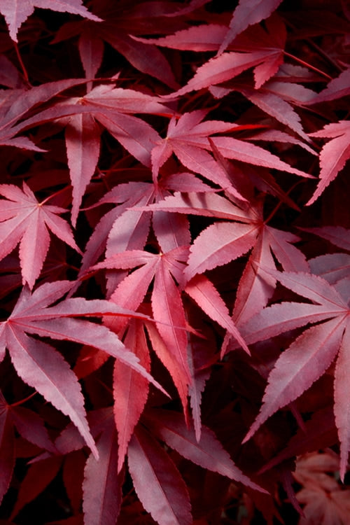  Fireglow Red Leaf Japanese Maple - 5 Gallon Pot (4-5')