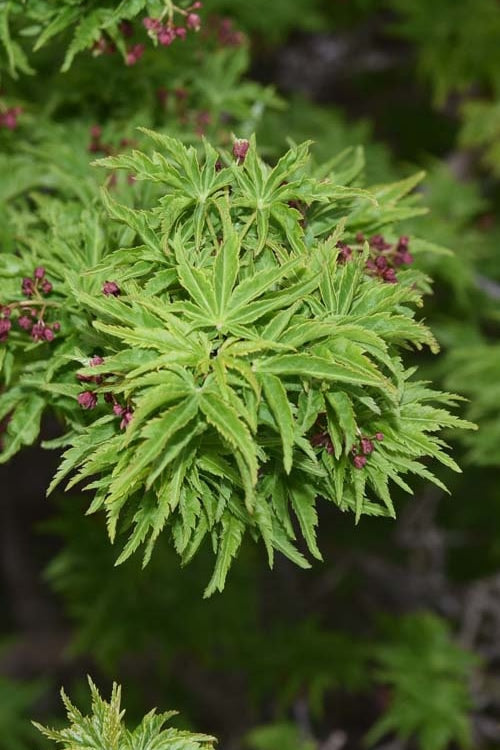  Lions Head Japanese Maple - Acer Palmatum 'Shishigashira' - 2.5 Quart Pot