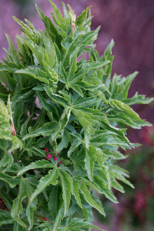  Lions Head Japanese Maple (Acer Palmatum 'Shishigashira') - 7 Gallon Pot