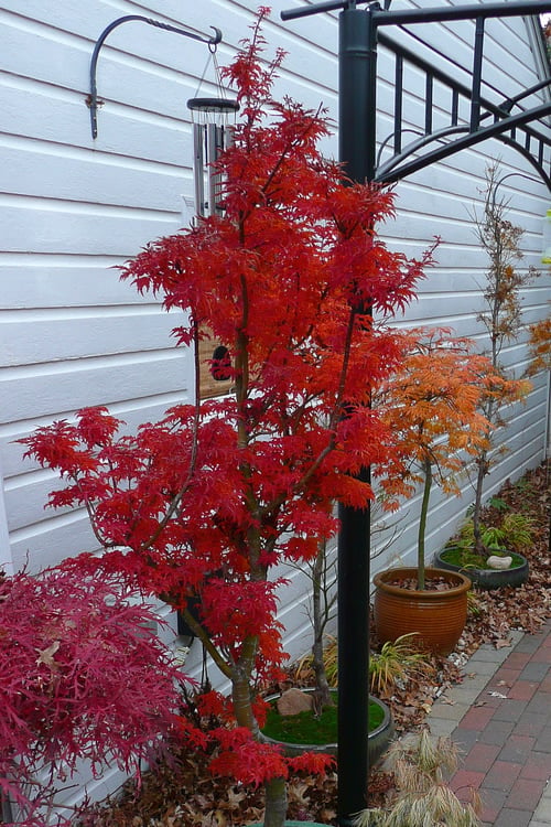  Lions Head Japanese Maple - Acer Palmatum 'Shishigashira' - 5 Gallon Pot