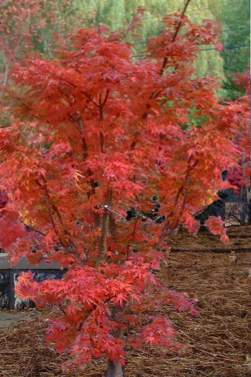  Lions Head Japanese Maple - Acer Palmatum 'Shishigashira' - 5 Gallon Pot