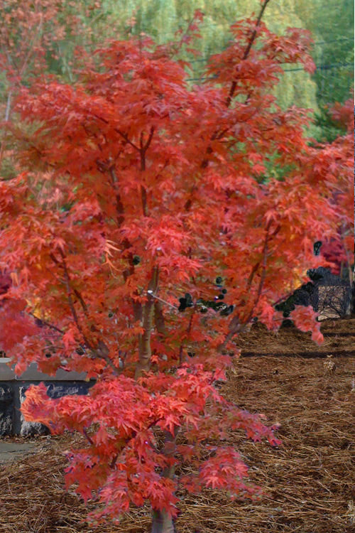  Lions Head Japanese Maple (Acer Palmatum 'Shishigashira') - 7 Gallon Pot