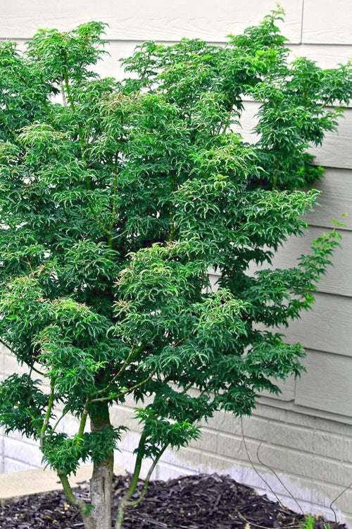  Lions Head Japanese Maple - Acer Palmatum 'Shishigashira' - 2.5 Quart Pot