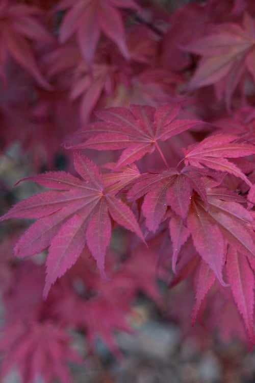 Skeeter's Broom Japanese Maple - 1 Gallon Pot