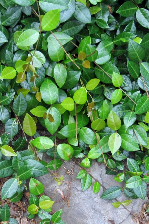  Asian Jasmine - Asiatic Jasmine - 18 Count Flat Of Pint Pots