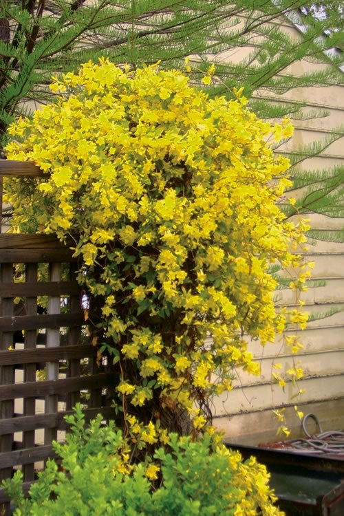  Carolina Yellow Jasmine (Jessamine) Gelsemium Sempervirens - 1 Gallon Pot