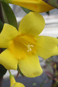  Carolina Yellow Jasmine (Jessamine) Gelsemium Sempervirens - 1 Gallon Pot