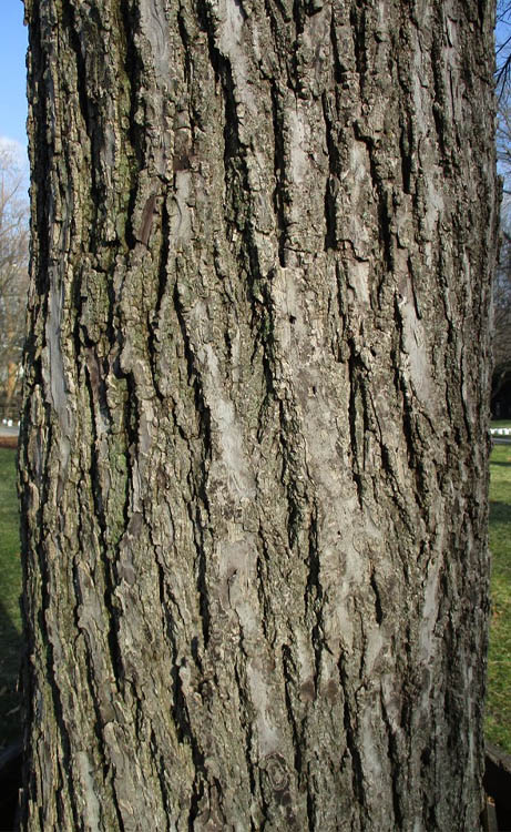  Black Walnut Tree (Juglans Nigra) - 3 Gallon Pot