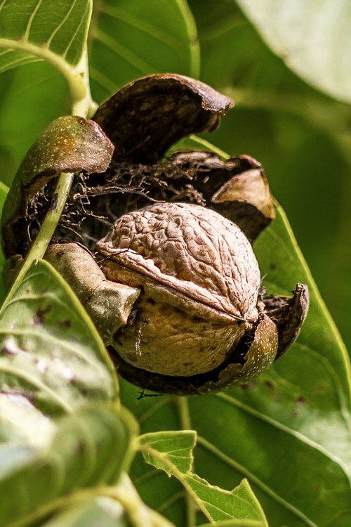  Black Walnut Tree (Juglans Nigra) - 3 Gallon Pot