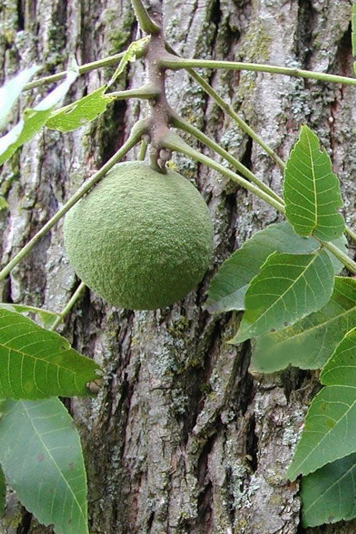  Black Walnut Tree (Juglans Nigra) - 3 Gallon Pot