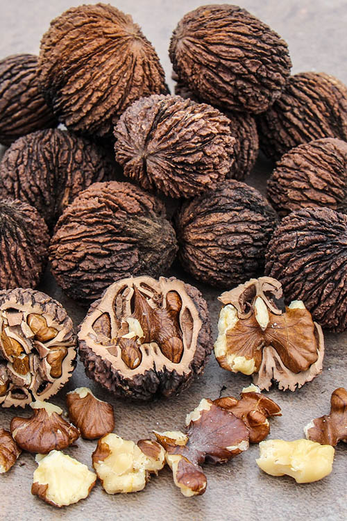 Black Walnut Tree (Juglans Nigra) - 3 Gallon Pot