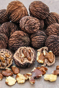 Black Walnut Tree (Juglans Nigra) - 3 Gallon Pot