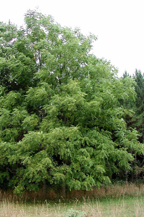  Black Walnut Tree (Juglans Nigra) - 3 Gallon Pot