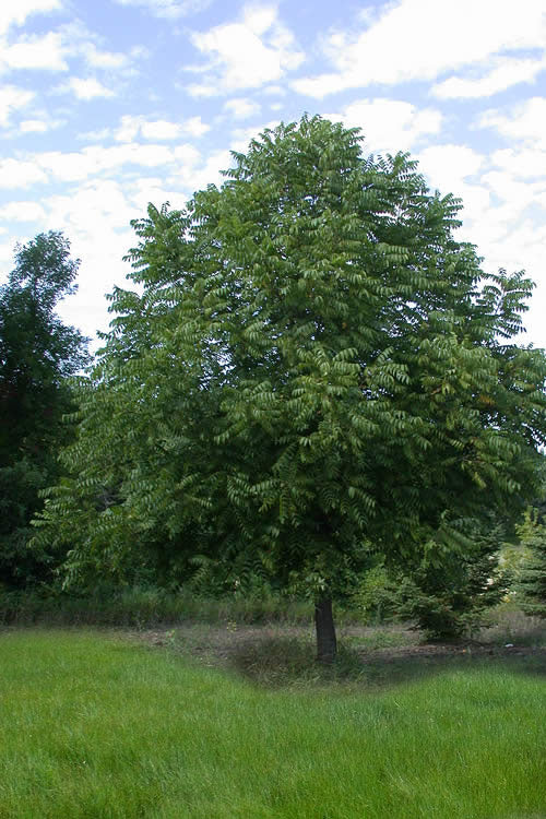  Black Walnut Tree (Juglans Nigra) - 3 Gallon Pot
